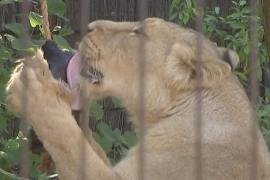 Пережить жару: львам в Лондонском зоопарке дают замороженную лошадиную кожу