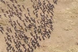 Миграция антилоп гну: масштабное зрелище проходит без туристов