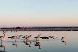 12 тысяч птенцов: фламинго во Франции расплодились благодаря карантину