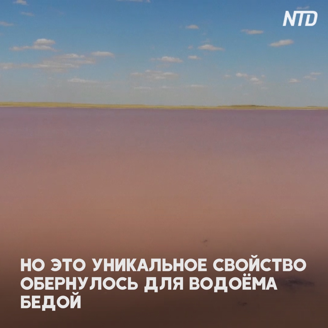 Розовое озеро Кобейтуз в Казахстане перекопали в поисках «лечебной» соли