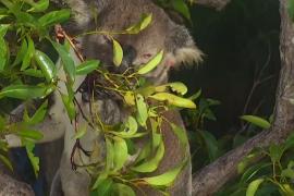 За коалами будет следить дрон с инфракрасными камерами