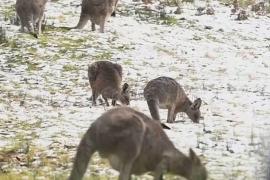 Кенгуру в снегу: на Австралию неожиданно обрушилась зима