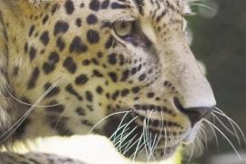 В Кавказский заповедник выпустили ещё двух леопардов