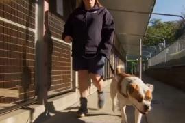 Карантин помог собакам в австралийском приюте стать спокойнее