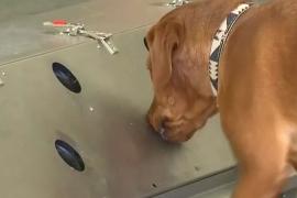 Немецких собак учат выявлять коронавирус по запаху
