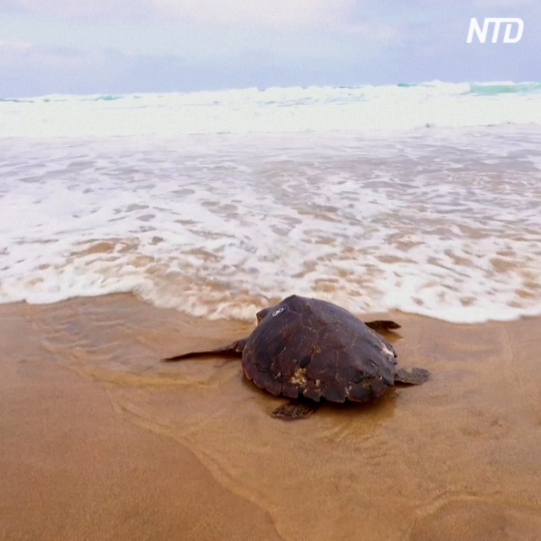 Редкая черепаха после лечения снова погружается в океан