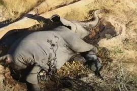 Почему в Ботсване массово гибнут слоны?