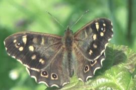 Зоологи-любители помогают в общебританской переписи бабочек