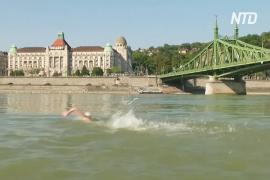 Сотни будапештцев переплыли быстрый Дунай