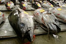 Пандемия больно ударила по индустрии голубого тунца в Японии
