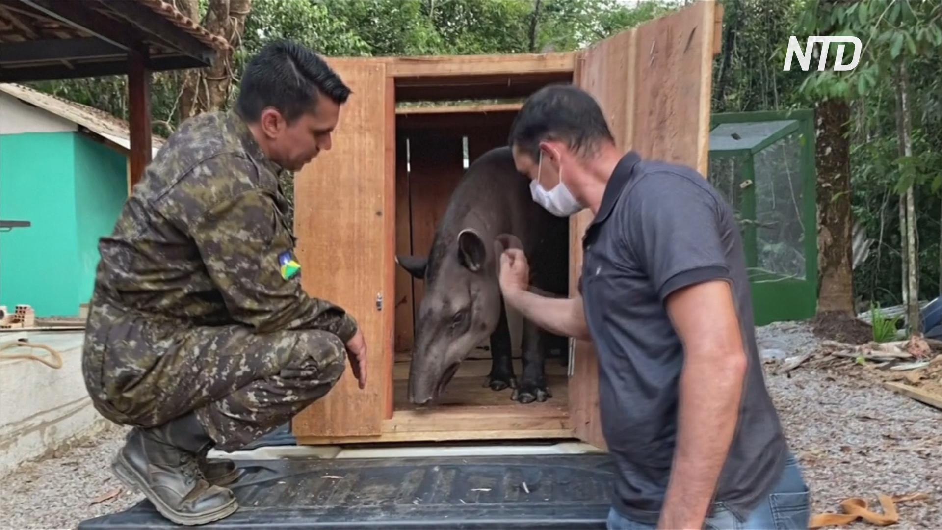 Бразильские ветеринары спасают пострадавших зверей из лесов Амазонии