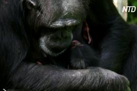 В зоопарке Великобритании родился детёныш редкого западного шимпанзе