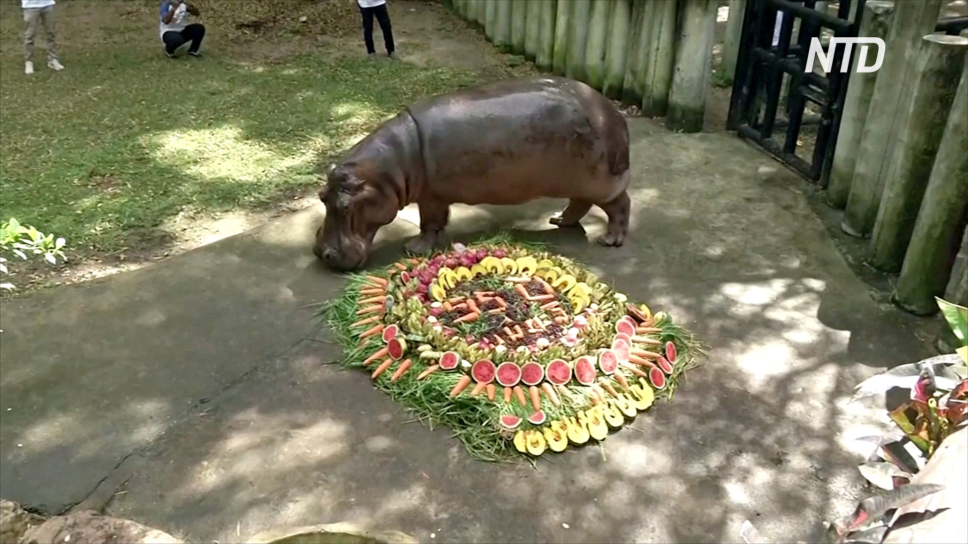 В зоопарке Таиланда отпраздновали 55-летие бегемота