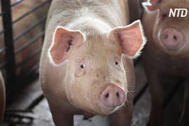 Германия выявила первый случай африканской чумы свиней