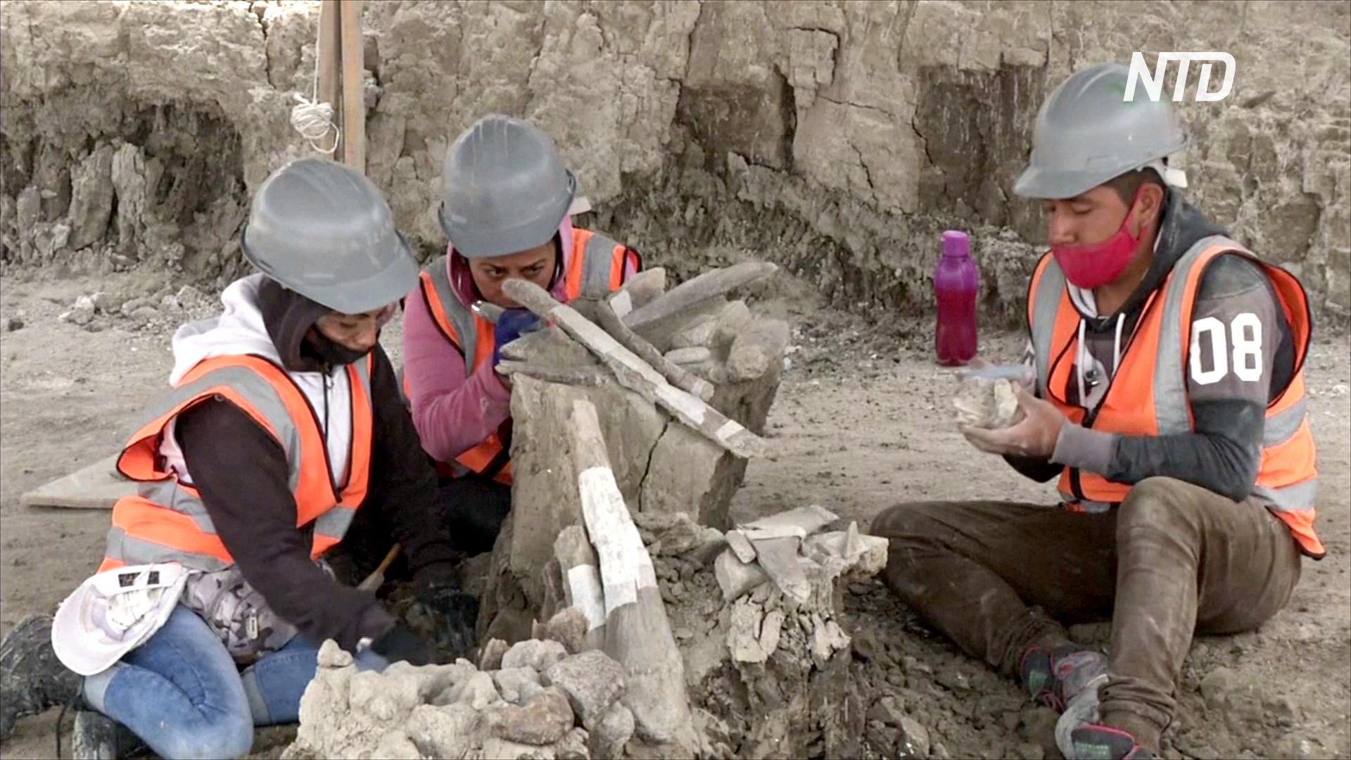На месте будущего аэропорта в Мексике откопали 100 скелетов мамонтов