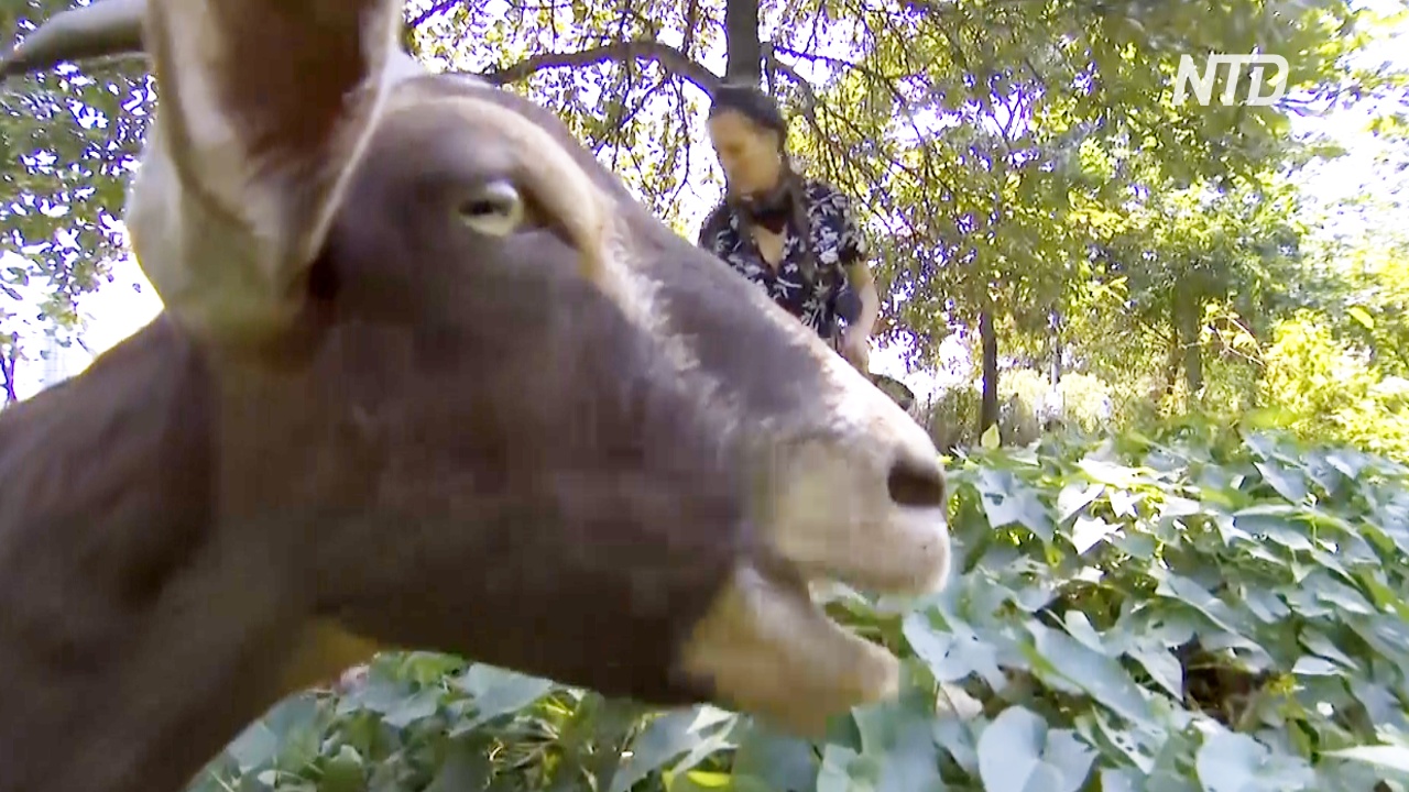 На расчистку нью-йоркского парка от сорняков пригласили… коз