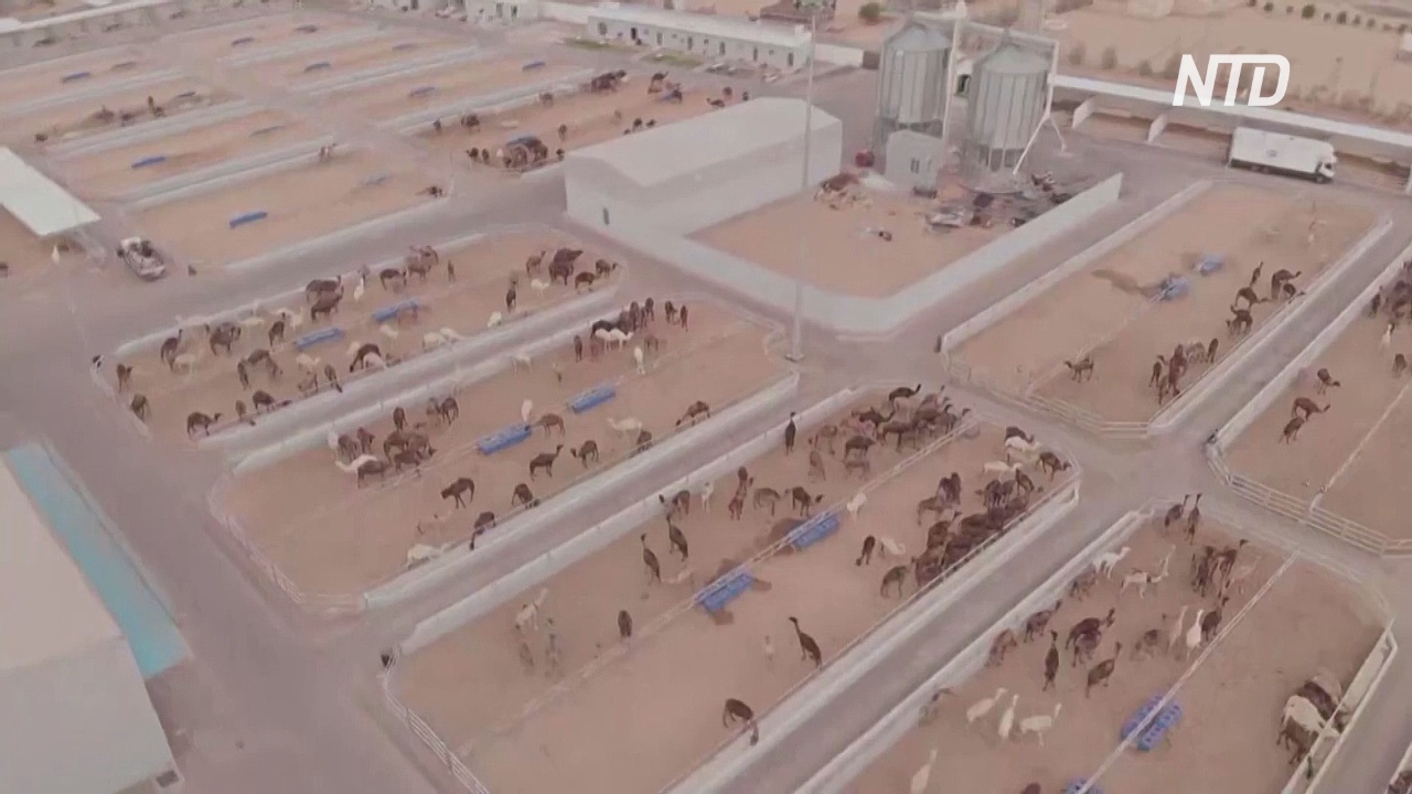 Что происходит внутри самой крупной в мире клиники для верблюдов