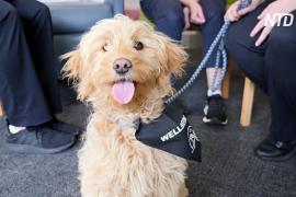 Собака-терапевт помогает врачам снять напряжение в больнице Австралии