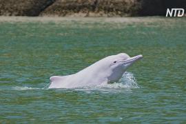 Редкие белые дельфины вернулись в воды близ Гонконга