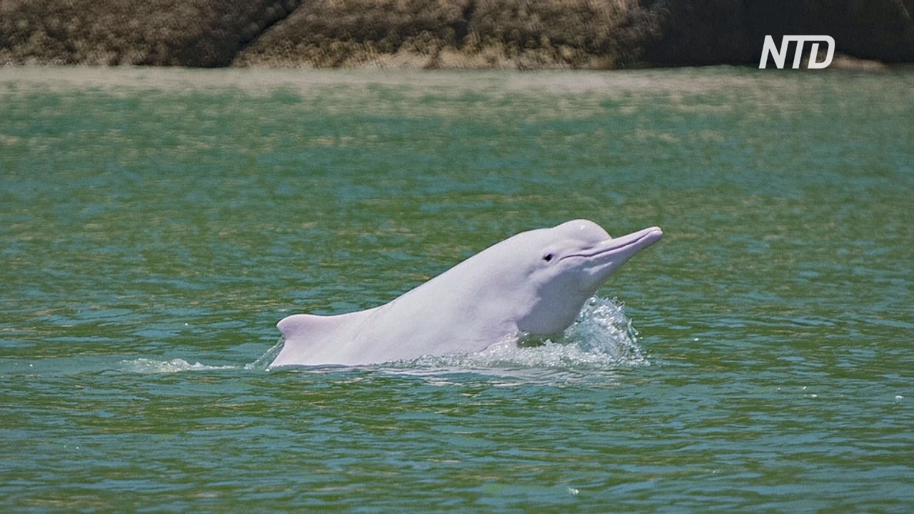 Редкие белые дельфины вернулись в воды близ Гонконга