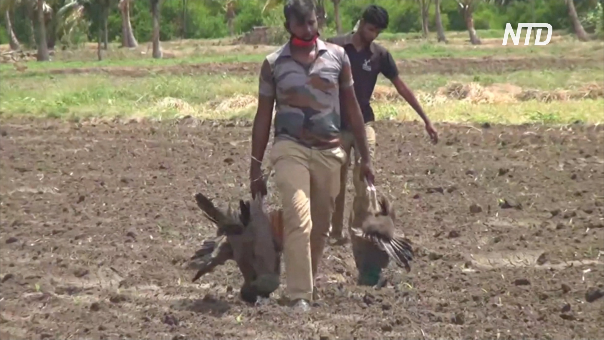 На юге Индии нашли десятки мёртвых павлинов