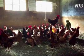 В Кении из-за пандемии школы превращаются в фермы