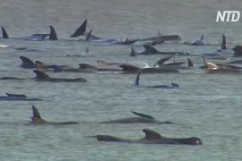 В Австралии пытаются спасти более 200 чёрных дельфинов