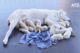 Мама-рекордсмен: у грузинской овчарки родились сразу 17 щенков