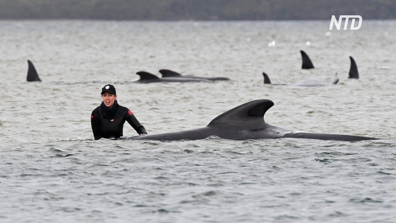 70 спасённых и 380 умерших дельфинов: спасательная операция в Тасмании продолжается