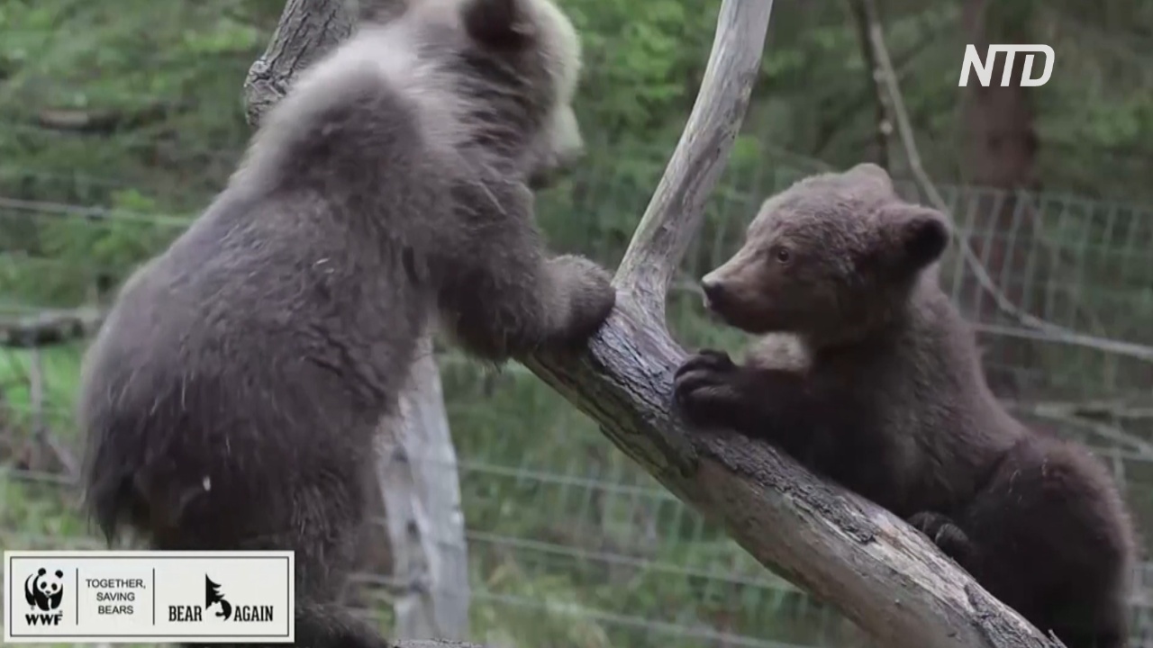 Румынский приют показывает видео с медвежатами-сиротами в обмен на помощь