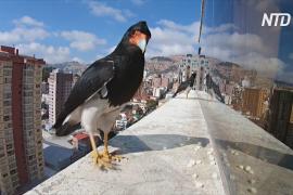 Хищные птицы помогли семье в Ла-Пасе пережить изоляцию