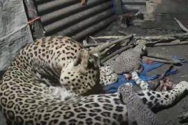 Самка леопарда родила детёнышей в сарае рядом с жилым домом