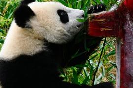 Пандам-близнецам в зоопарке Берлина устроили первый день рождения