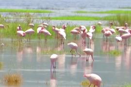 На кенийское озеро вернулись фламинго, а с ними и туристы