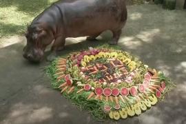 Бегемотиха в зоопарке Таиланда отпраздновала 55 лет