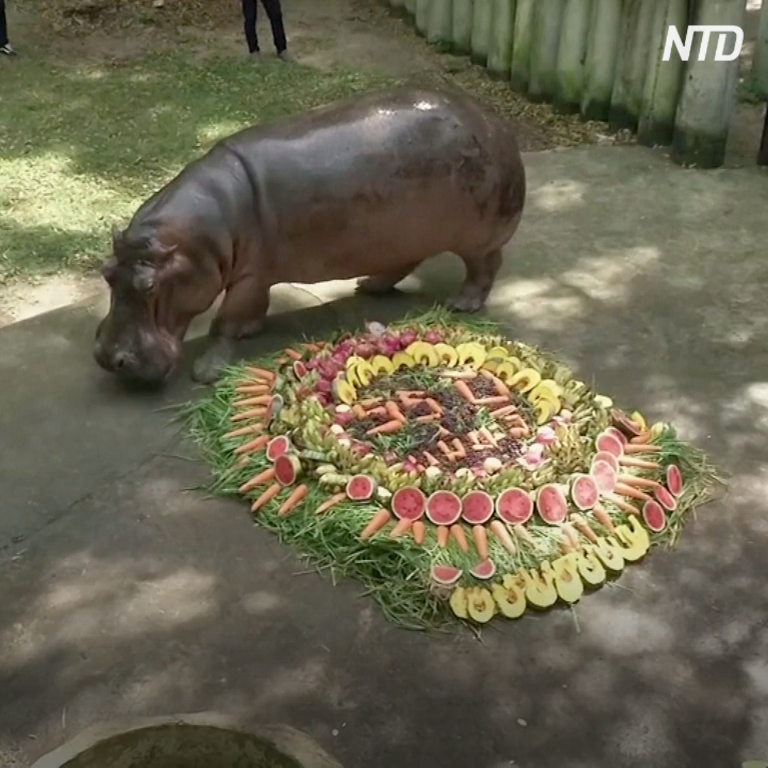 Бегемотиха в зоопарке Таиланда отпраздновала 55 лет