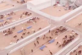 Крупнейшая в мире верблюжья клиника: где она находится и чем занимается