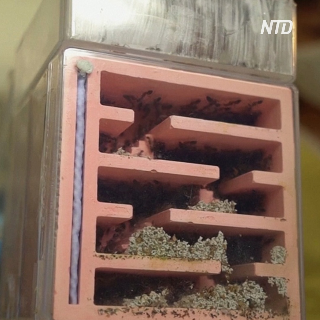 Сингапурцы отбрасывают стереотипы и покупают муравьиные фермы