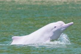 В воды близ Гонконга вернулись редкие китайские горбатые дельфины