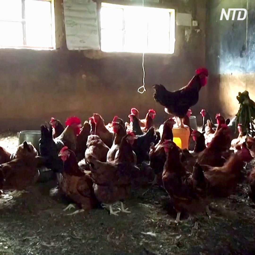 Школы в Кении на время карантина разводят кур