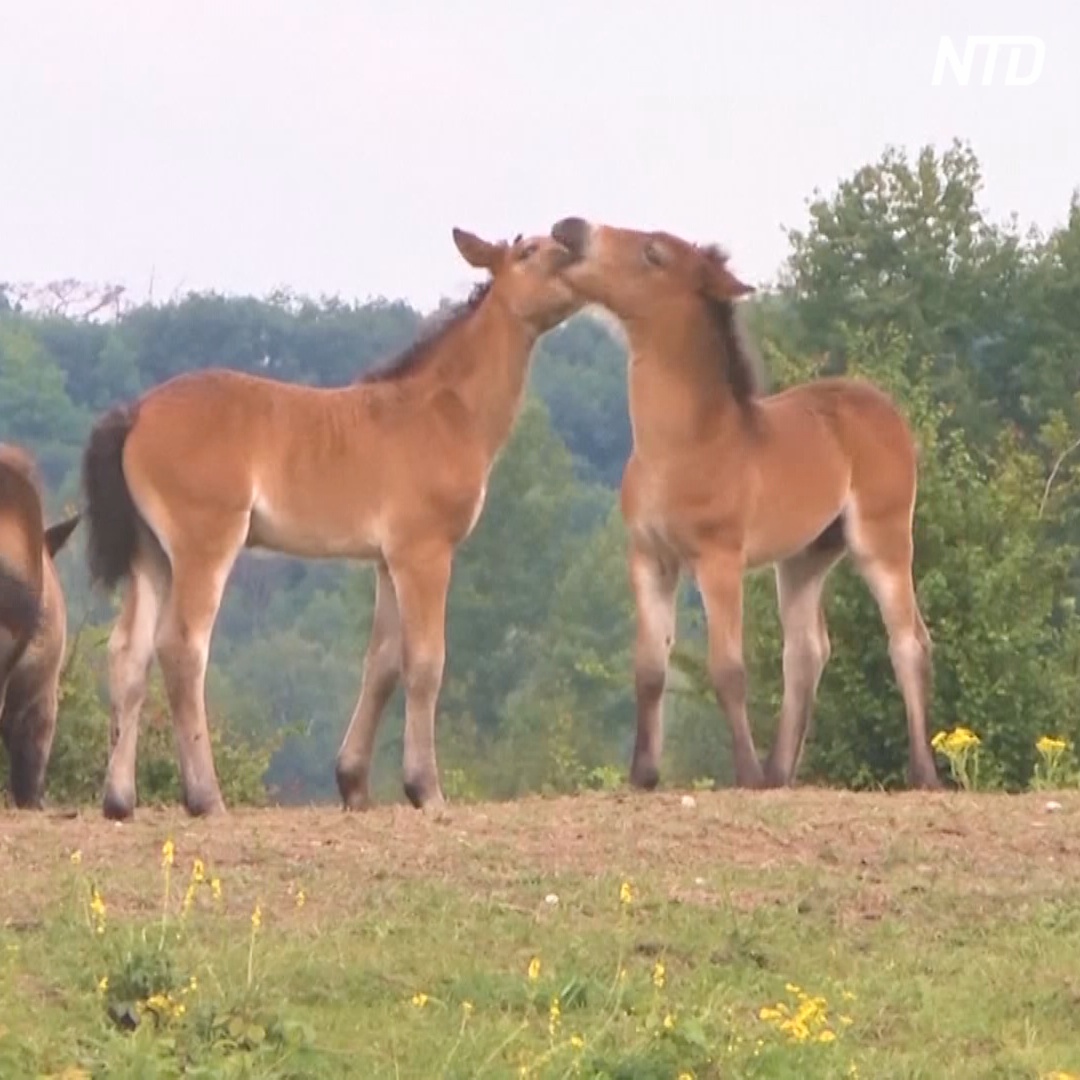 Зубры, быки и лошади выедают инвазивные растения и спасают европейскую степь