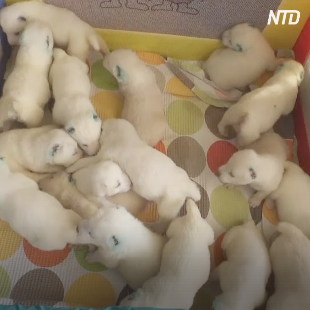 Грузинская овчарка родила 17 щенков