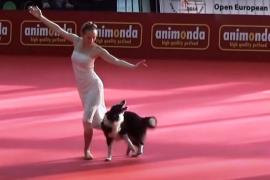Может ли собака повторить балетные па? Весёлое видео