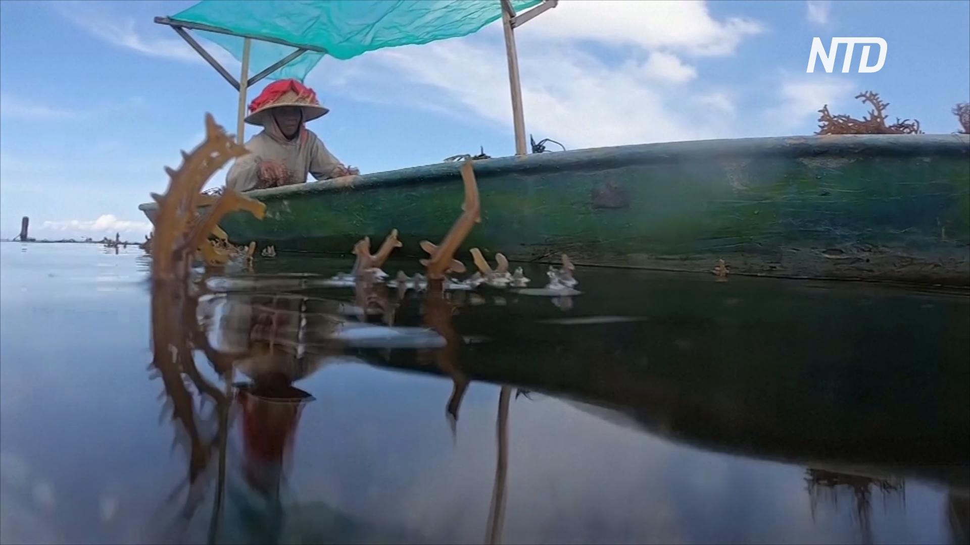 В отсутствие туристов балийцы возвращаются к выращиванию водорослей