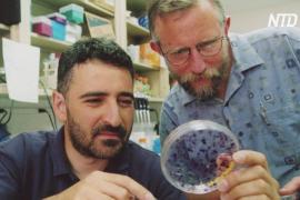 Нобелевскую премию по медицине присудили за открытие вируса гепатита С