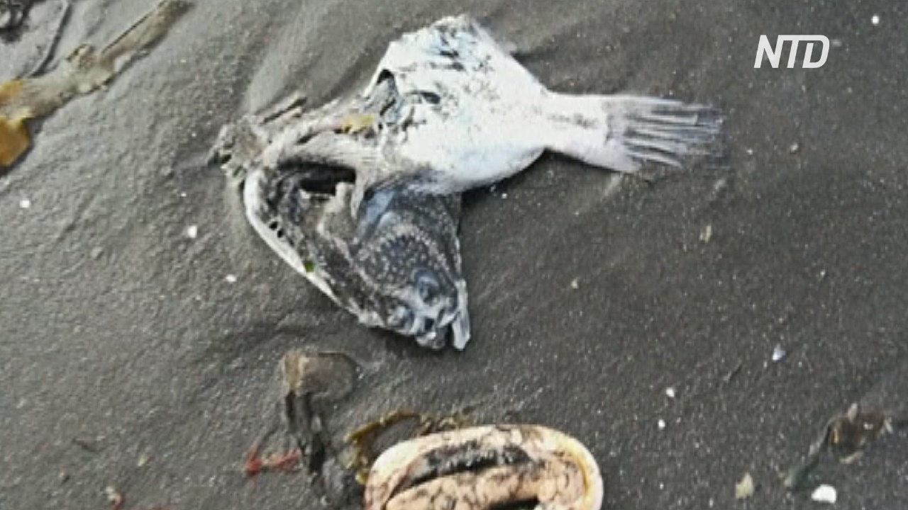 WWF: загрязнение у берегов Камчатки могло произойти из-за токсичного вещества