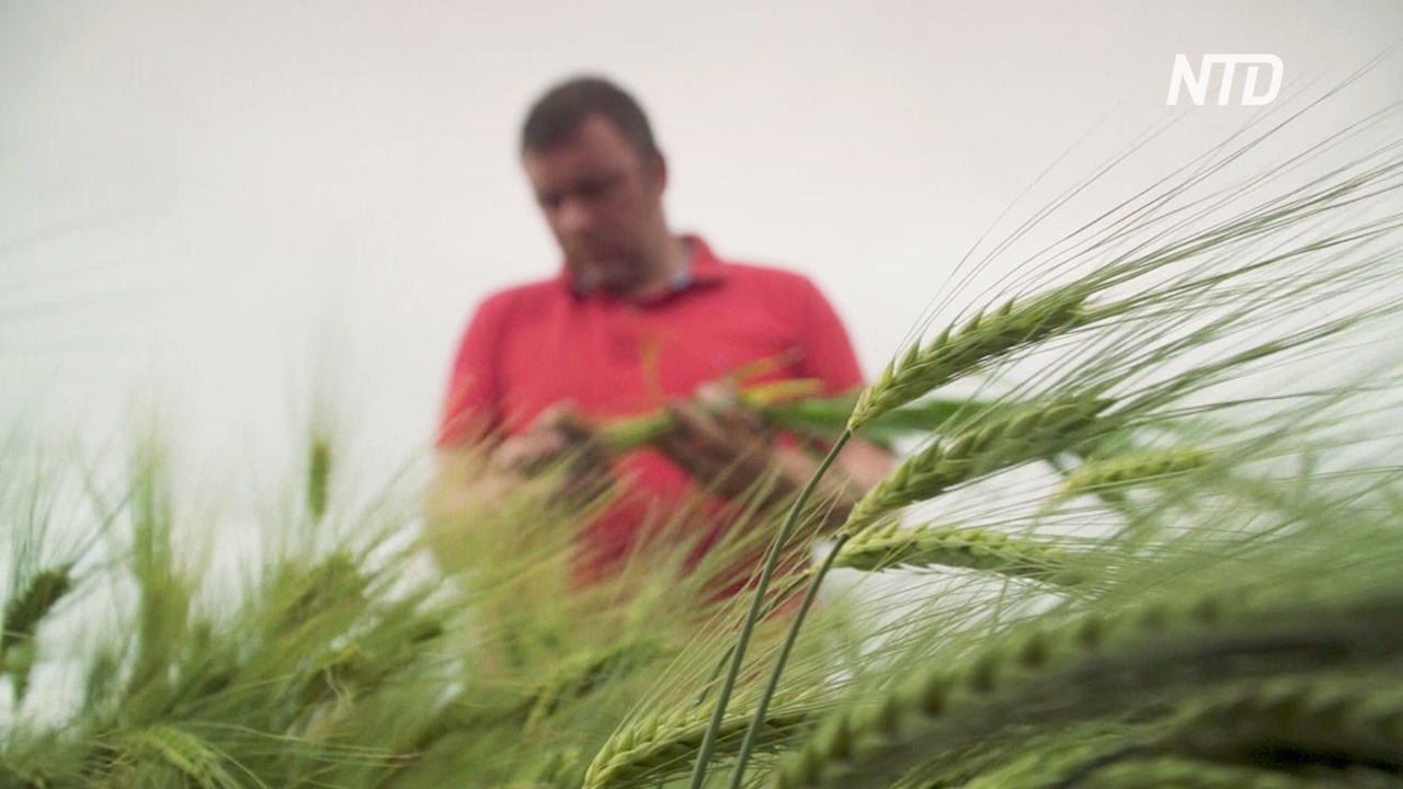 Аргентина первой в мире начинает выращивать ГМО-пшеницу