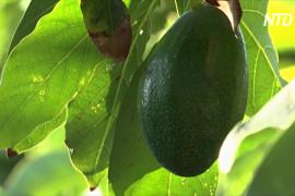 Плантации авокадо «выпили» почти всю воду на юге Португалии