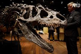 Скелет аллозавра продали на аукционе за 3 млн евро