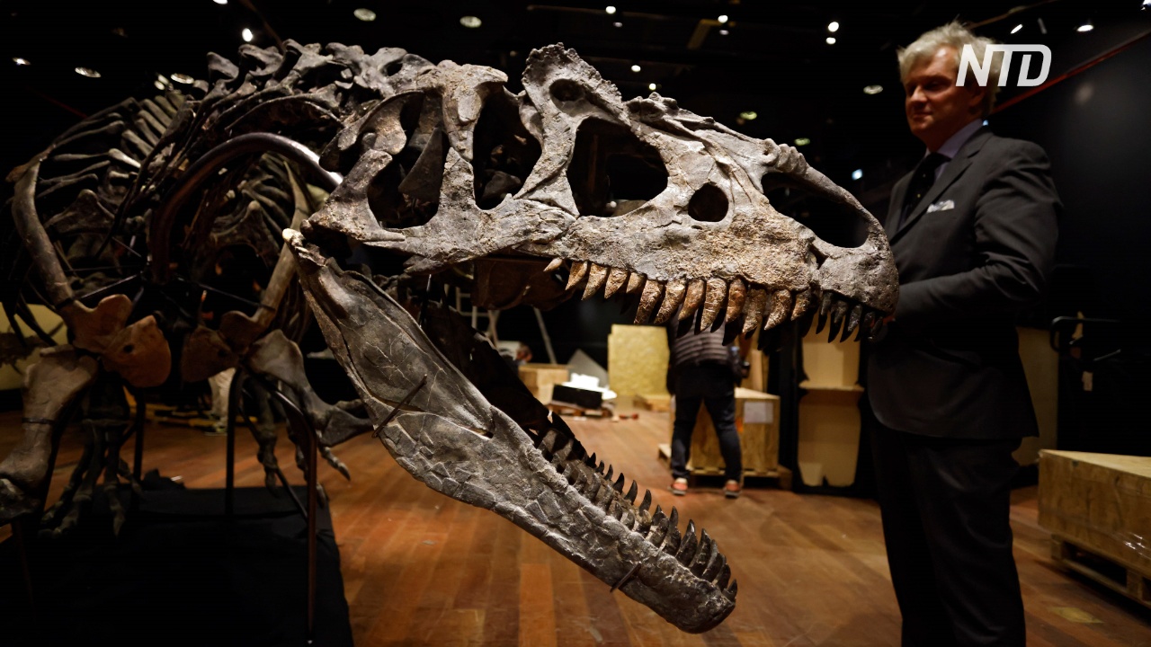 Скелет аллозавра продали на аукционе за 3 млн евро